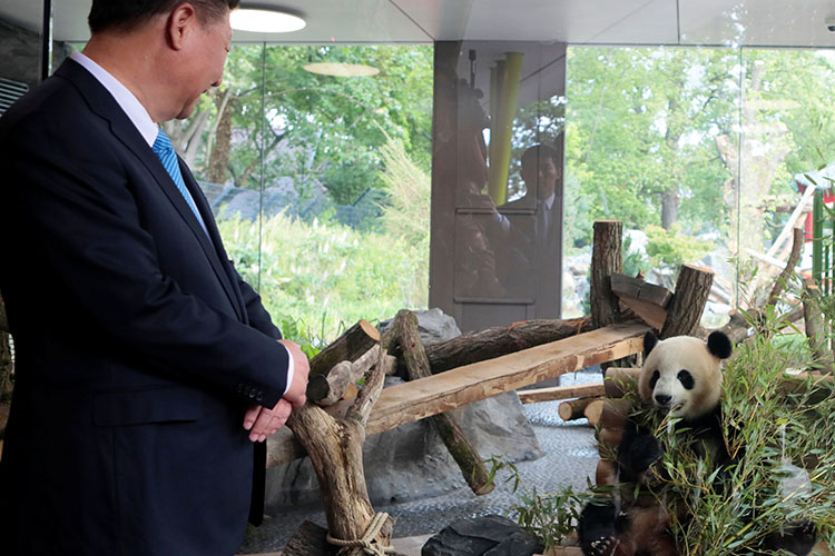 Приехавший на саммит БРИКС Си Цзиньпин подарил Казанскому зоопарку панду