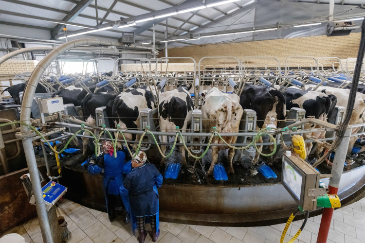 Молочные рекорды омрачили цены на сырое молоко