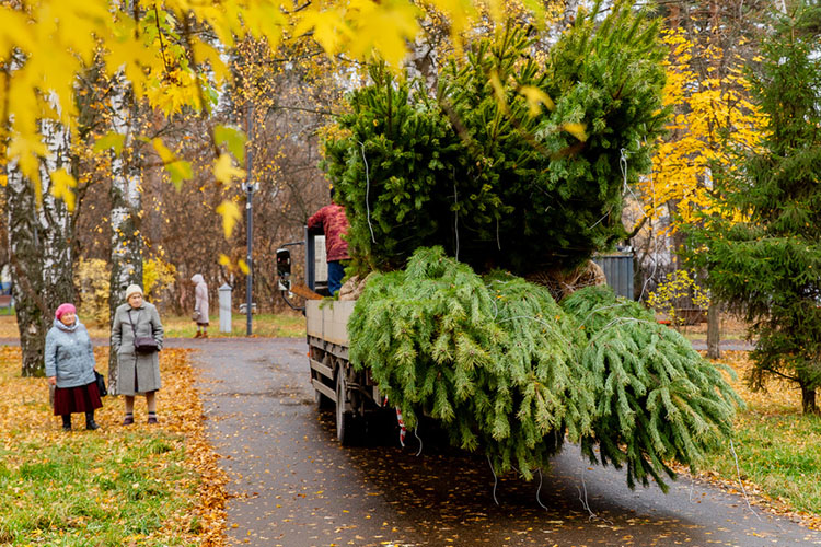 В казанском парке им. Урицкого высадили 100 сосен