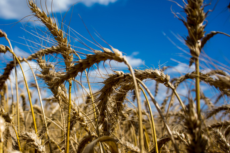 «Татнефть» будет «клевать по зернышку» на заводах за 132 миллиарда