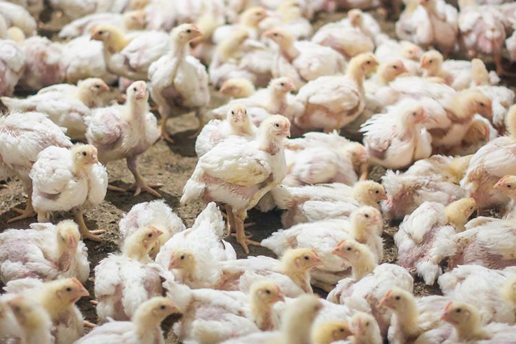 Турбулентность в «Агросиле» Ильшата Фардиева