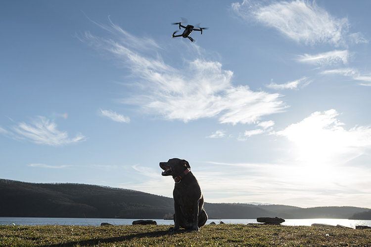 FPV-дроны начали контролировать бездомных собак