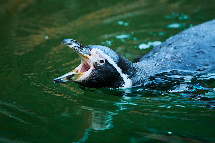 В Казанском океанариуме появились три краснокнижных пингвина