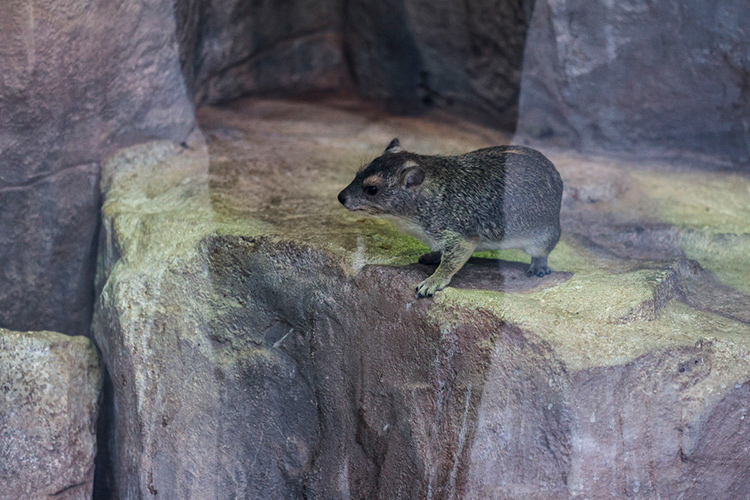 В Казанском зоопарке родился малыш даман