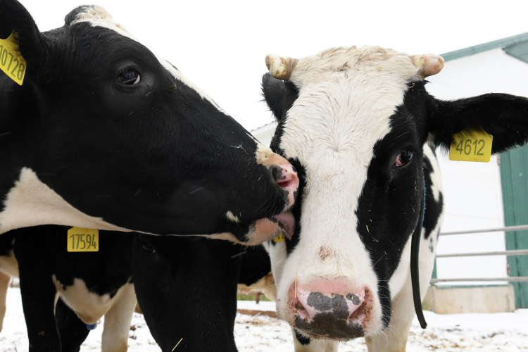 В 2025 году Татарстан произвел рекордное количество молока