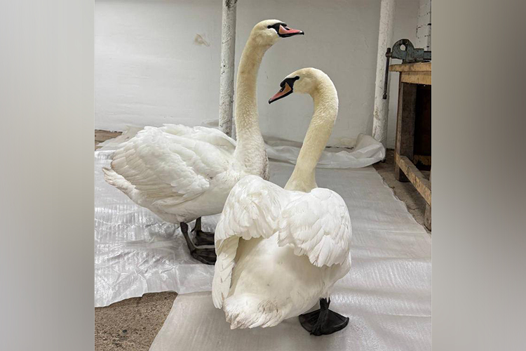 В Татарстане спасли двух краснокнижных лебедей