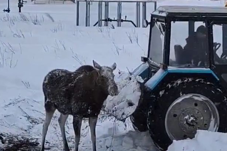 В Татарстане спасли увязших в сугробах лосей