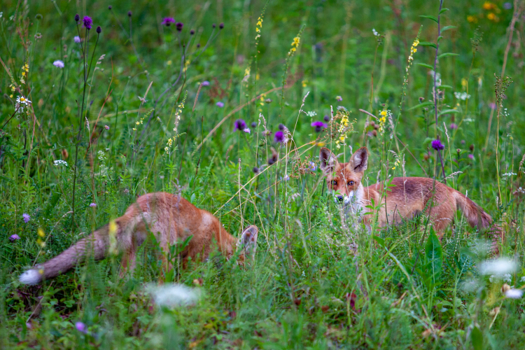 Вдоль М12 в Татарстане установили ограждения ради безопасности диких животных